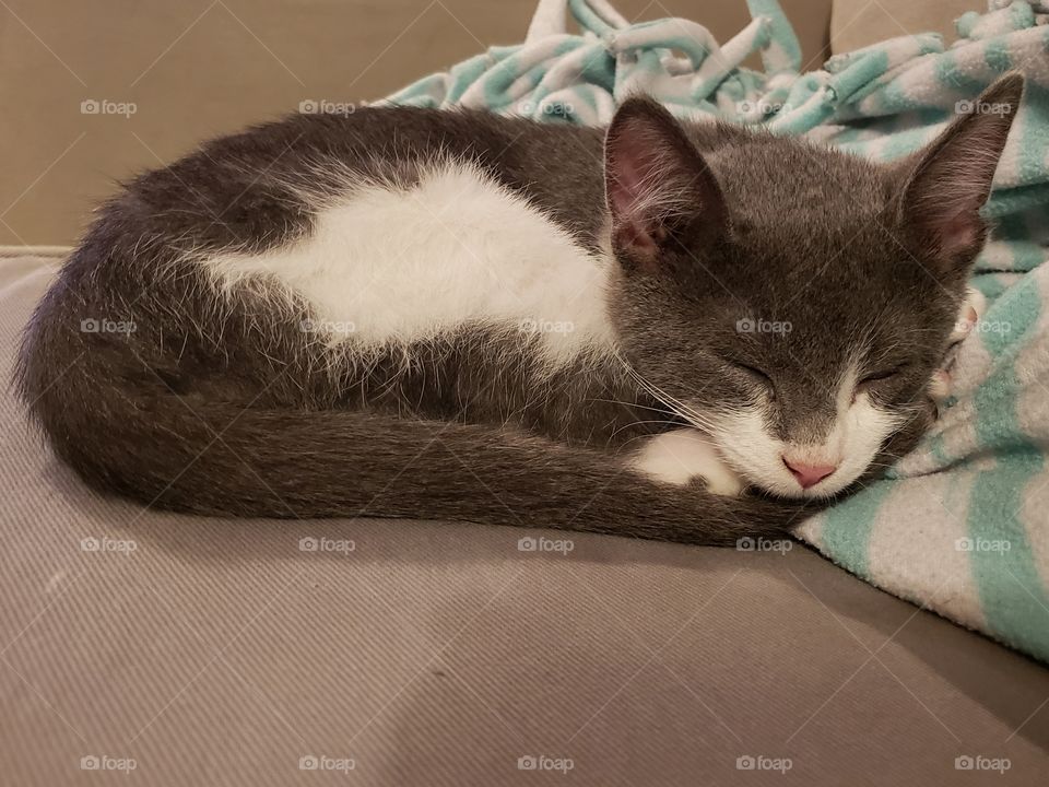 Sleeping gray and white adorable kitten