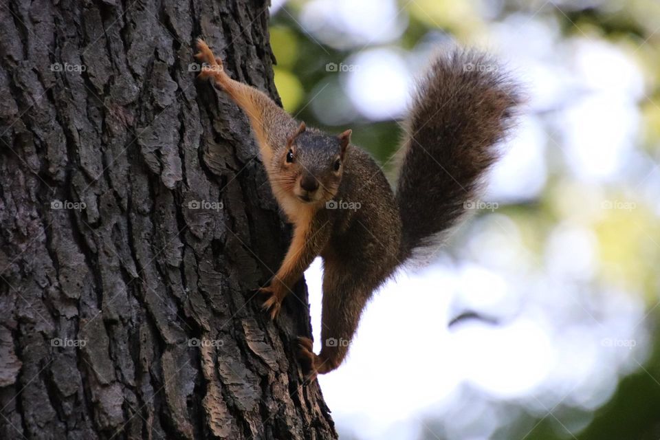 Squirrel climbing on tree