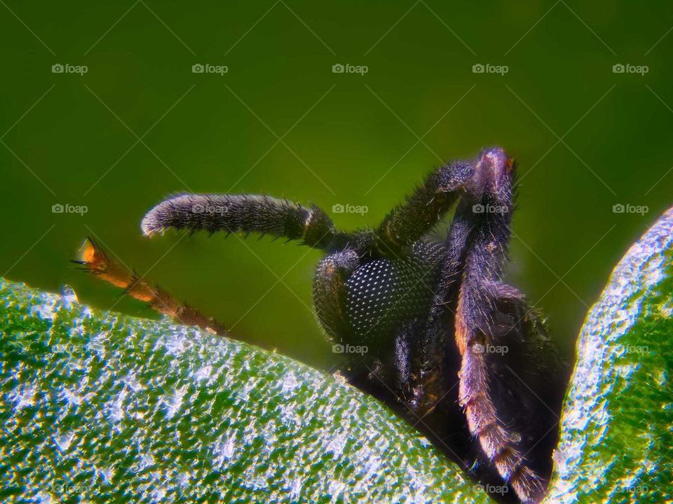 insect between some leaf