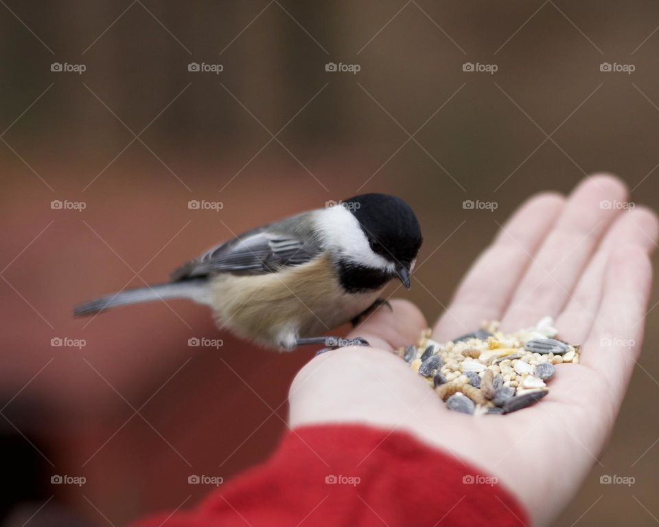 Making new friends was the highlight of my week; Black-capped Chickadee eating bird seed from a woman’s hand. Deep red tones