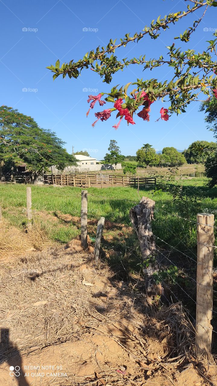 fazenda