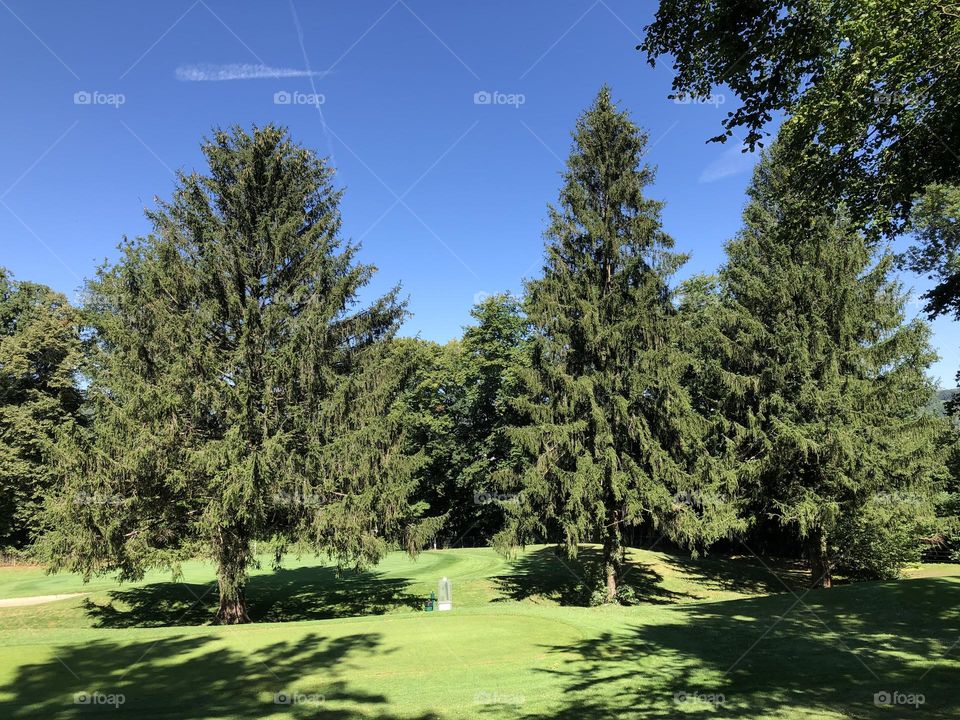 Fir trees on the golf course