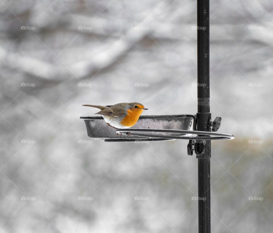 A wild bird in winter season 