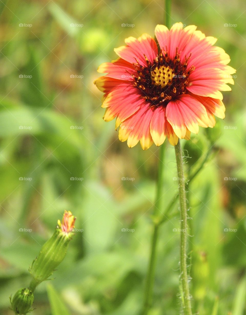 Indian blanket wildflower. Springtime flowers in Texas