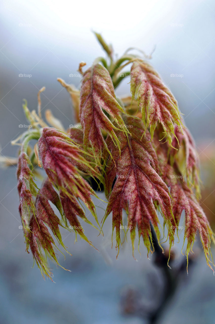 Young Leaves