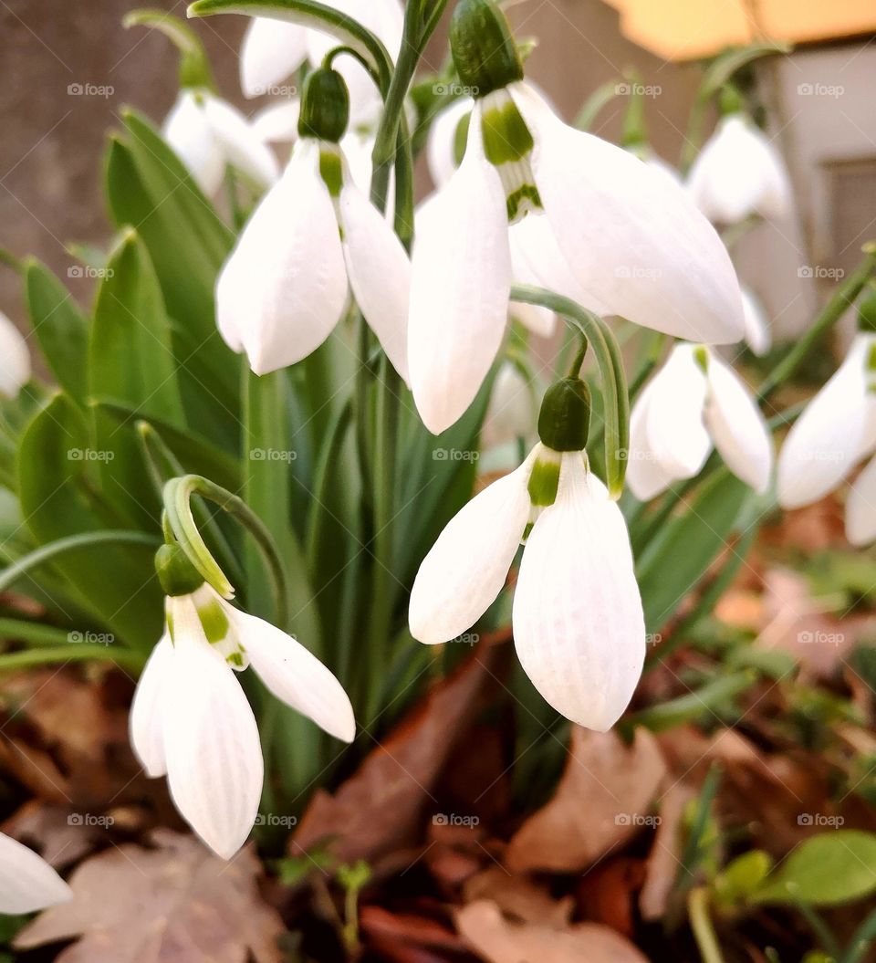 Snowdrops, the first flowers of spring🤗🤗🤗🌱