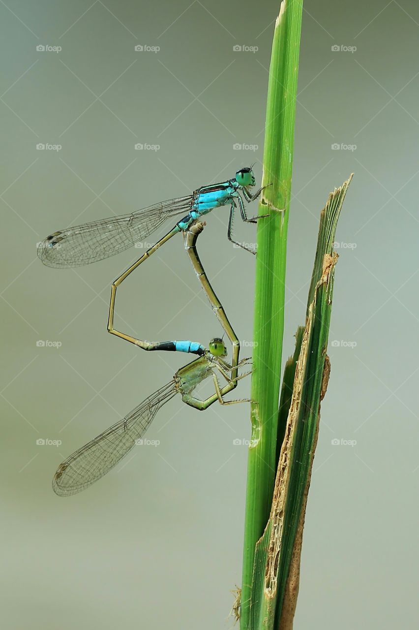 Mating Damselfly on The Paddy Plant