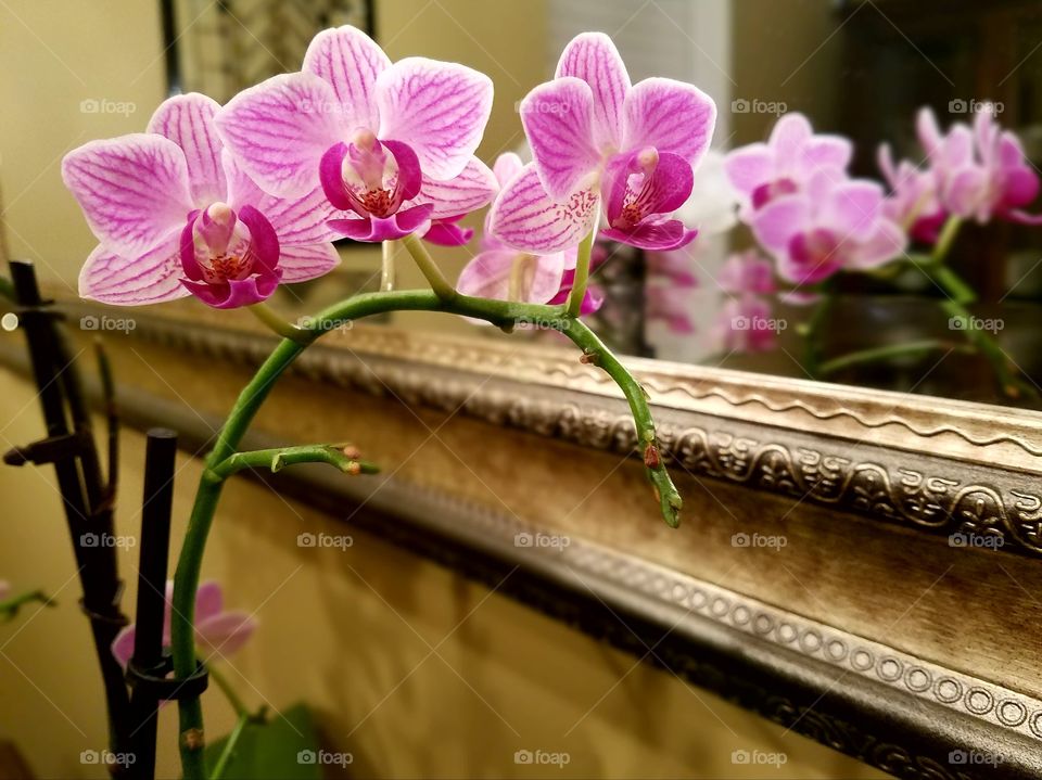reflection of pink orchid in gold mirror