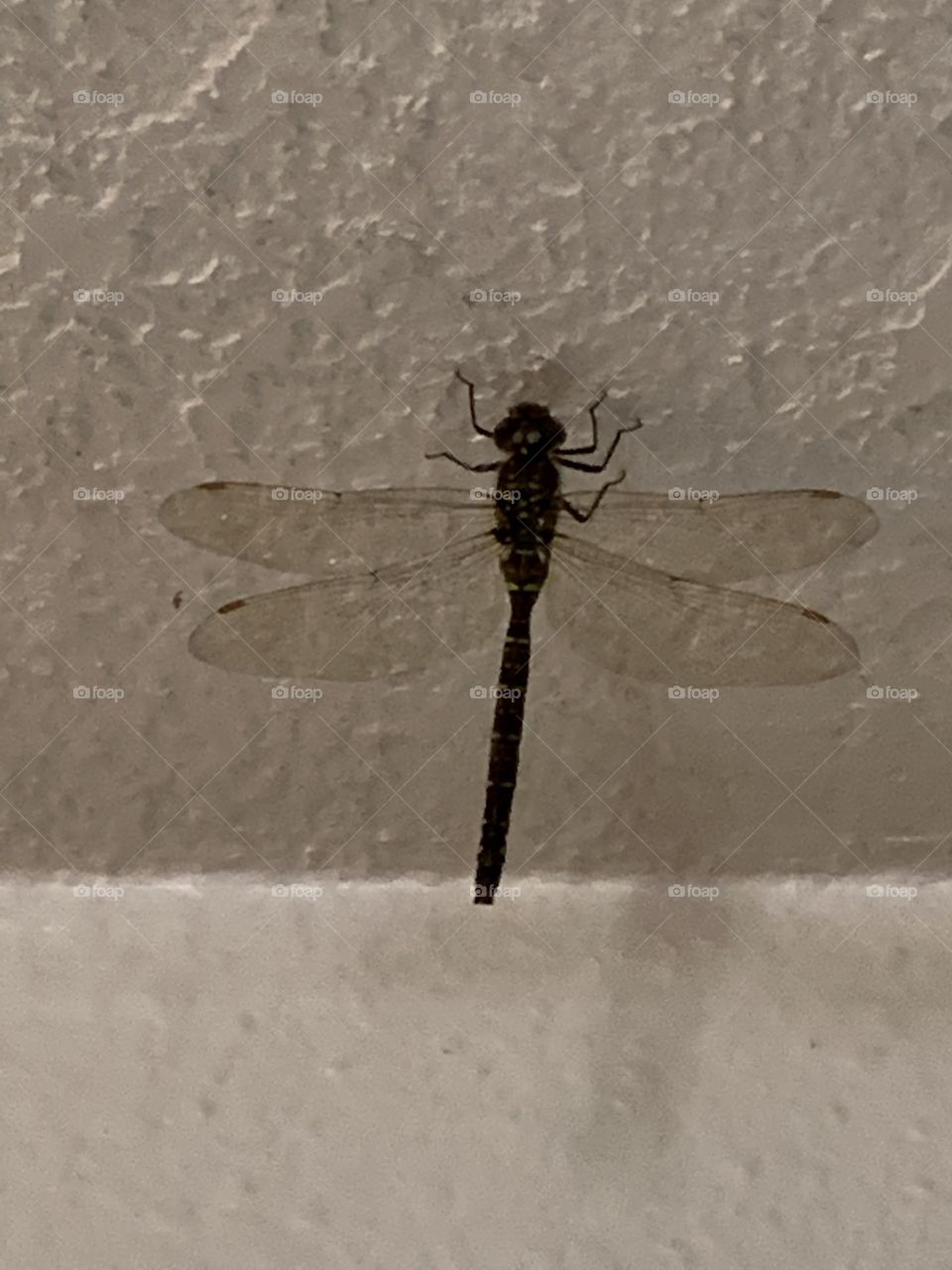 Had a visitor inside the house 