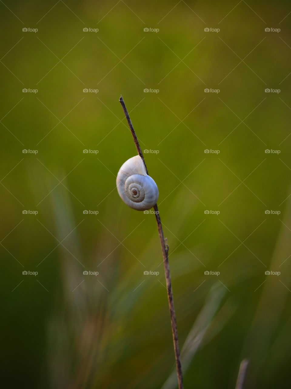 Nature, Garden, Flora, Closeup, Desktop