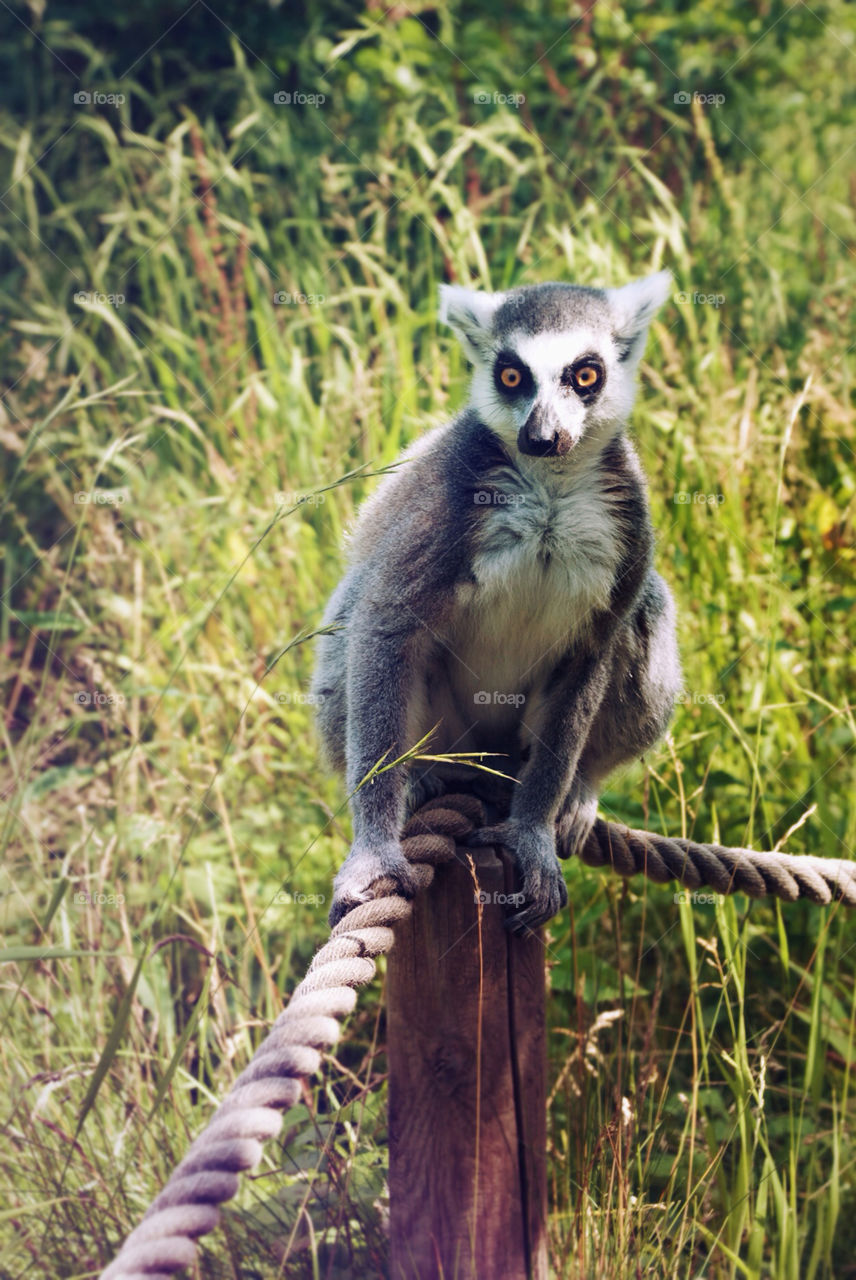 animal zoo wild monkey by jbdc