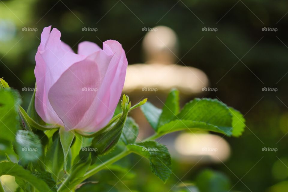 Close-up of flower