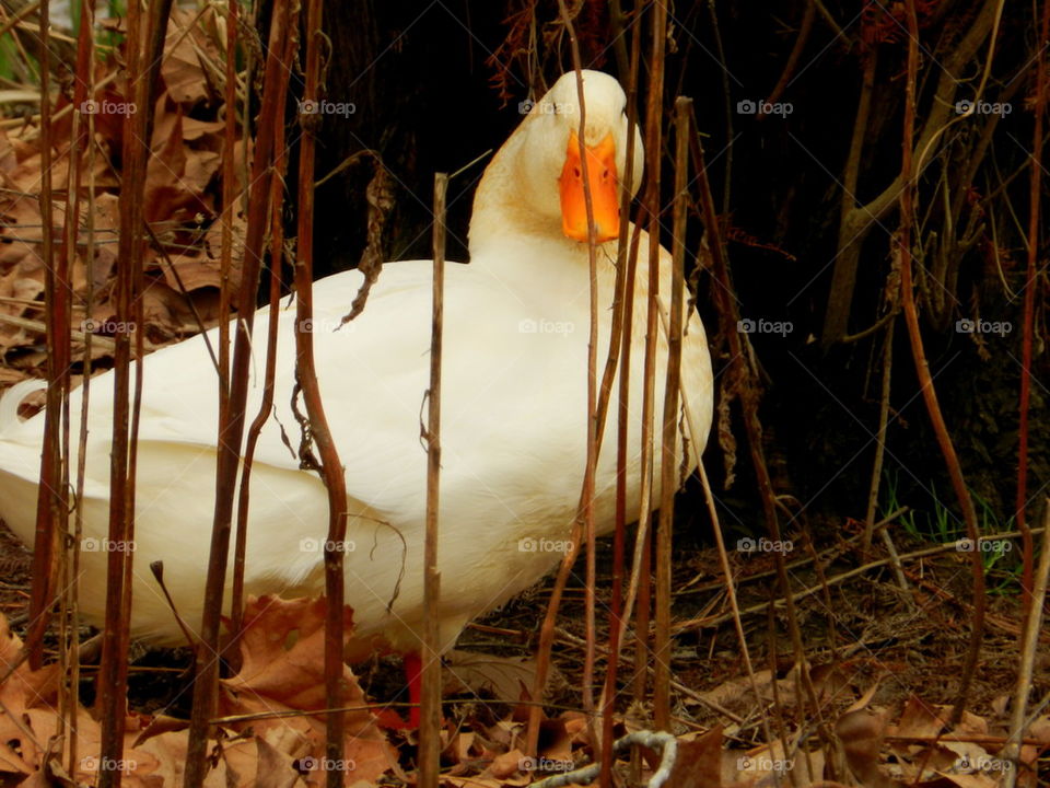 Duck in hiding