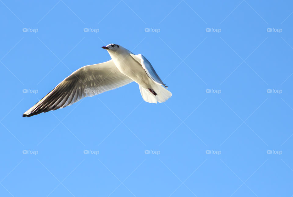 Flying Seagull in a blue winter sky