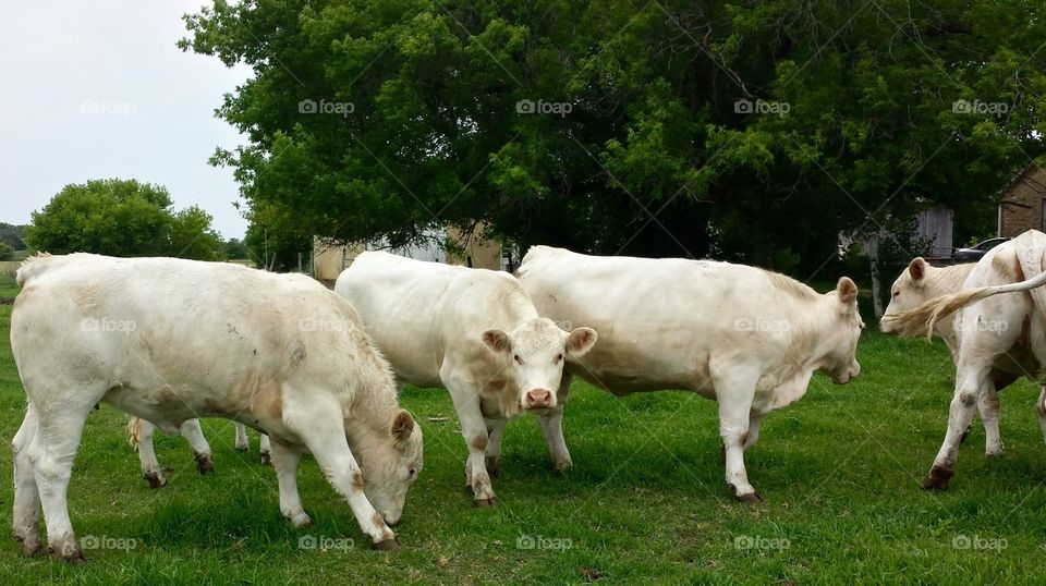 American Charolais. American Charolais