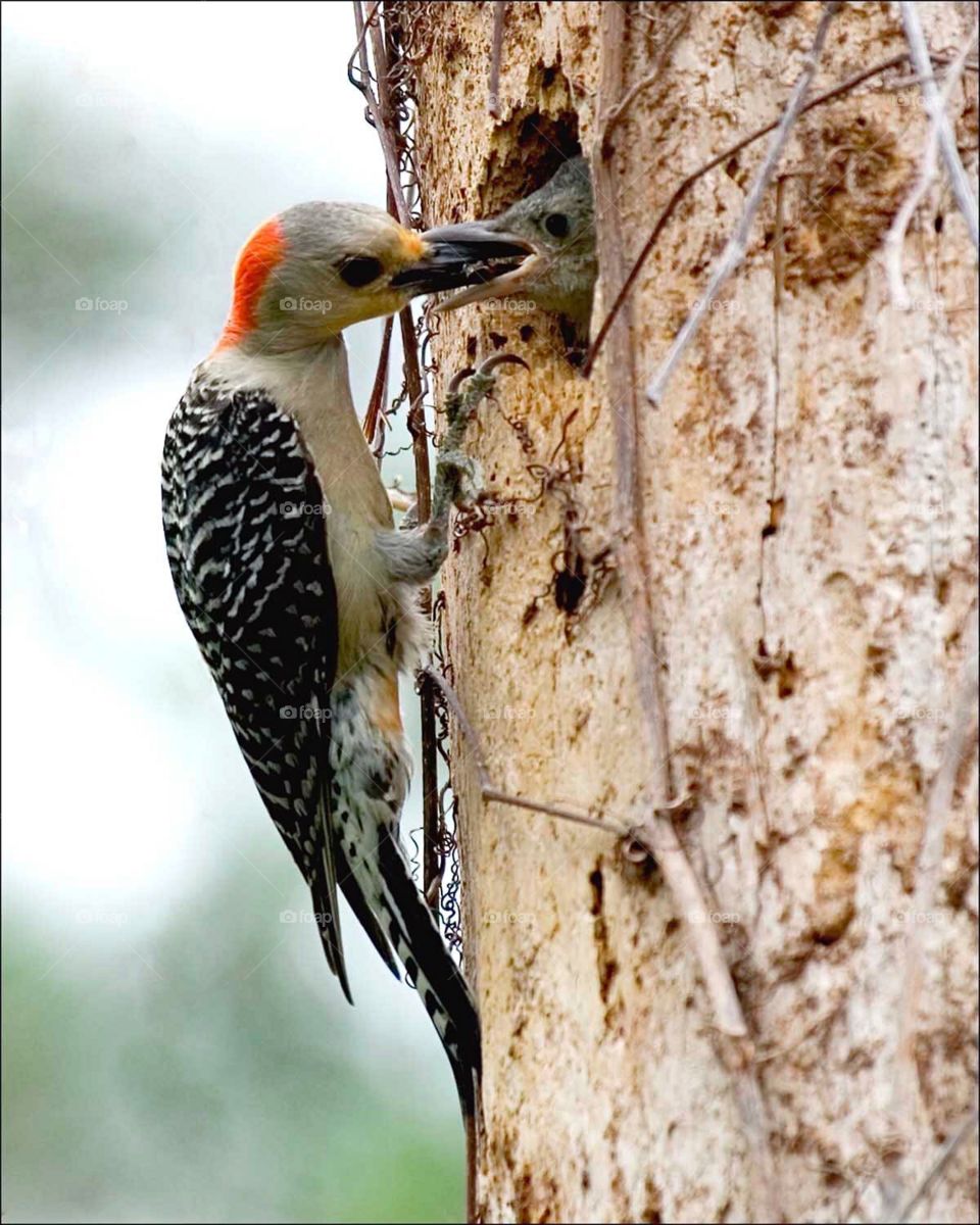 On the first days of Spring a Mother Woodpecker is feeding her fluffy chick.