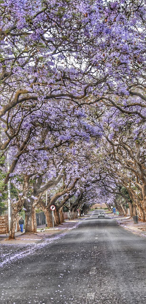 Pretoria Jacarandas in spring