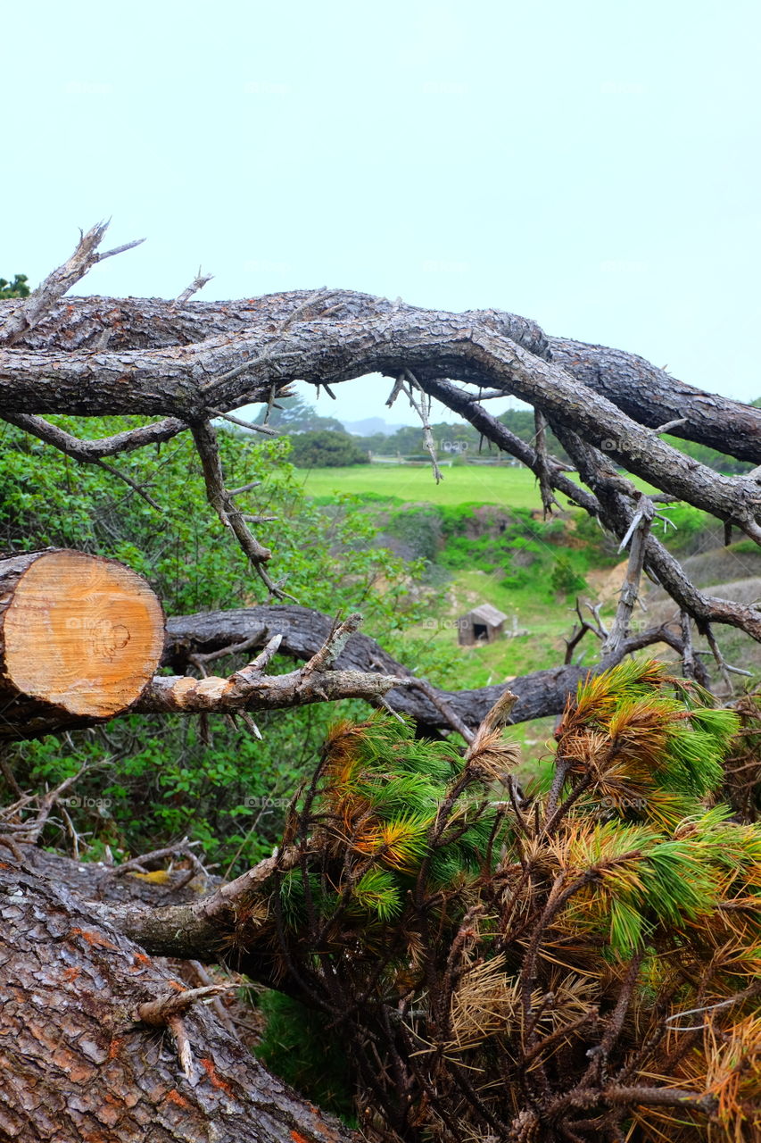 Looking at a shed through branches of a fallen tree.