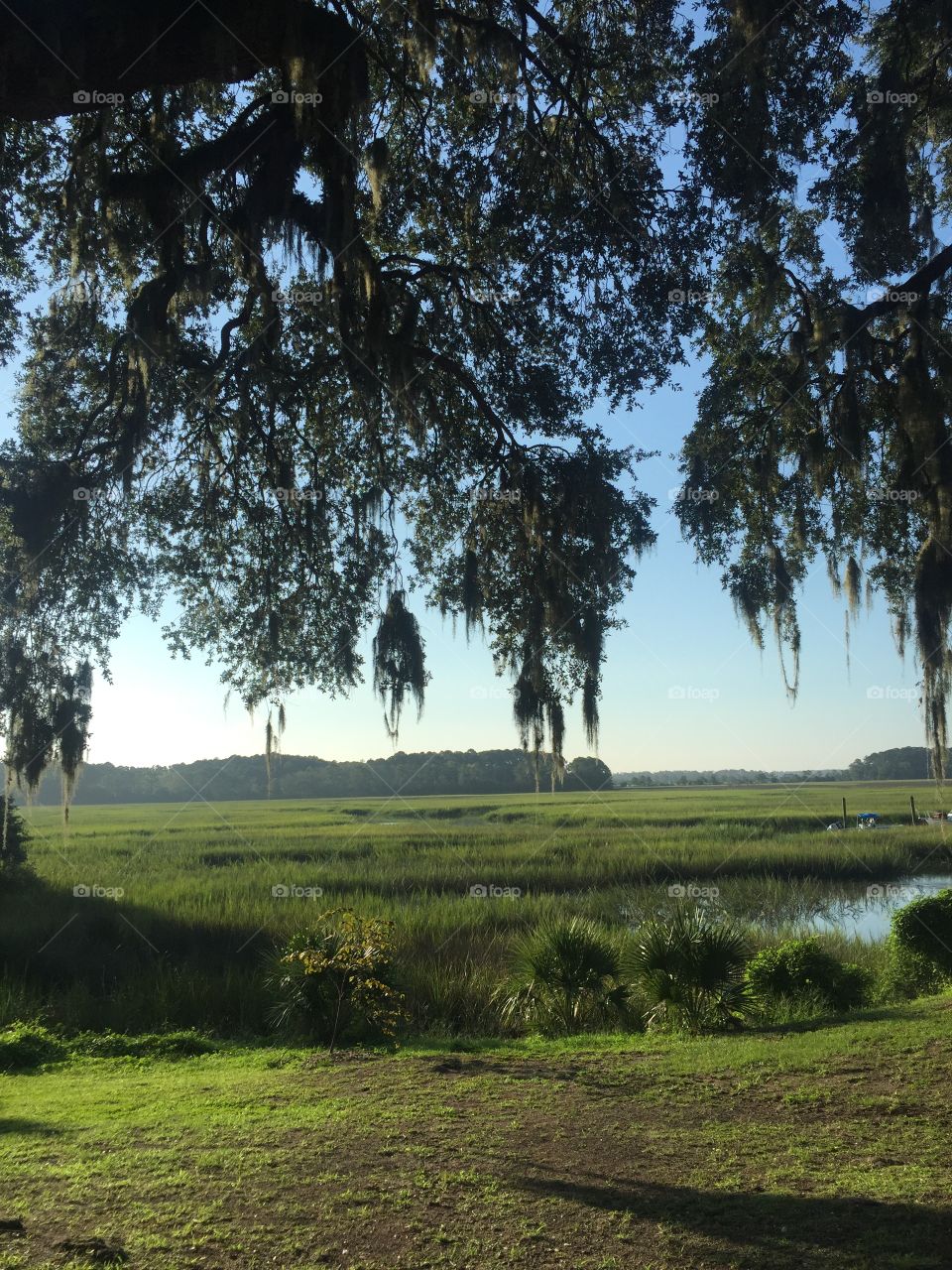 Savannah marsh in the morning 