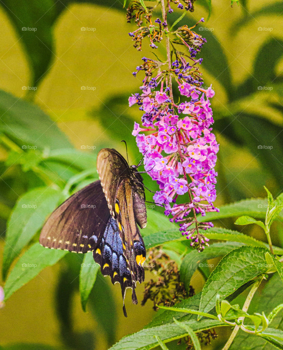 butterfly on flower
