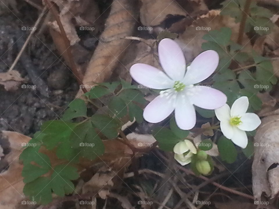 Nature, Flora, Flower, Leaf, No Person