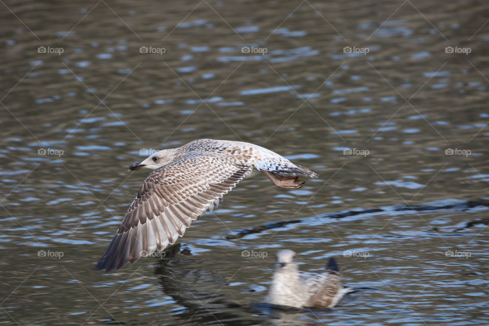 seagull in flight