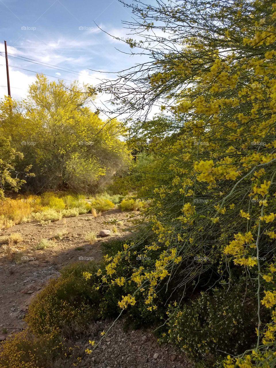 Acacia trees in full Spring dress