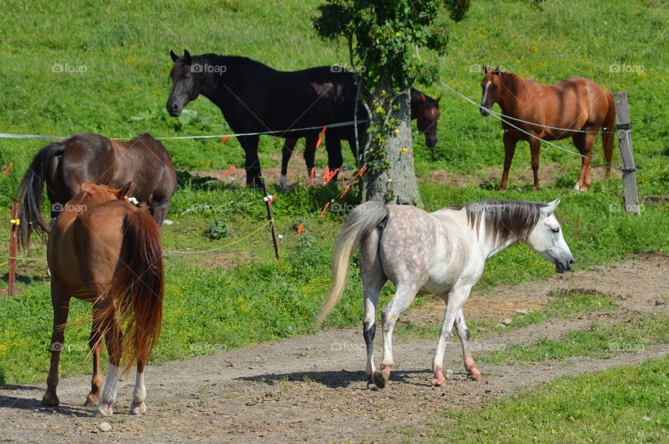 Majestic Horses
