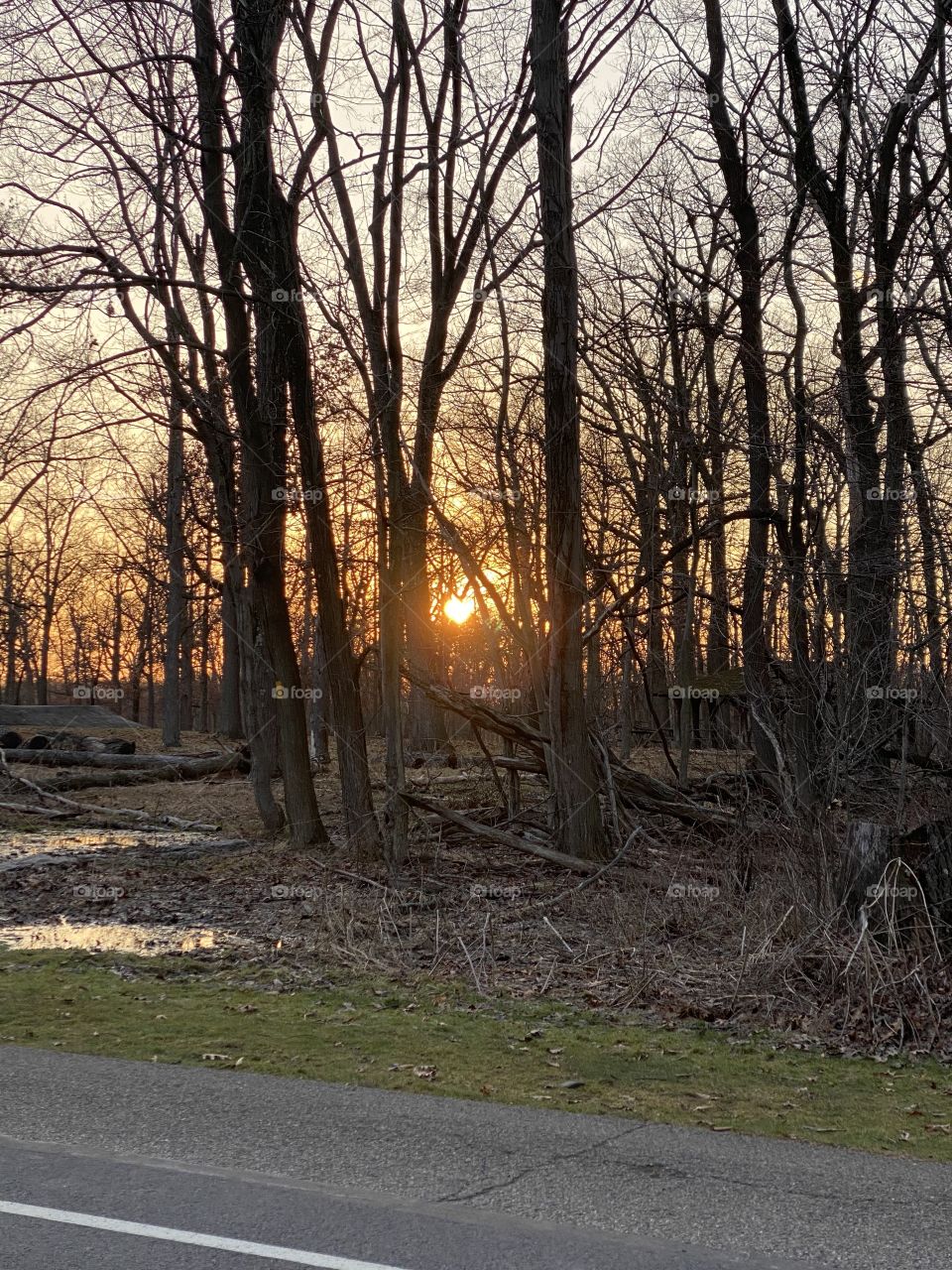 Sunset within the trees 