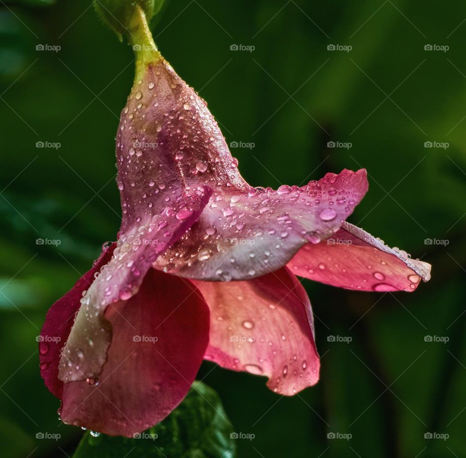 Floral photography  - allamanda