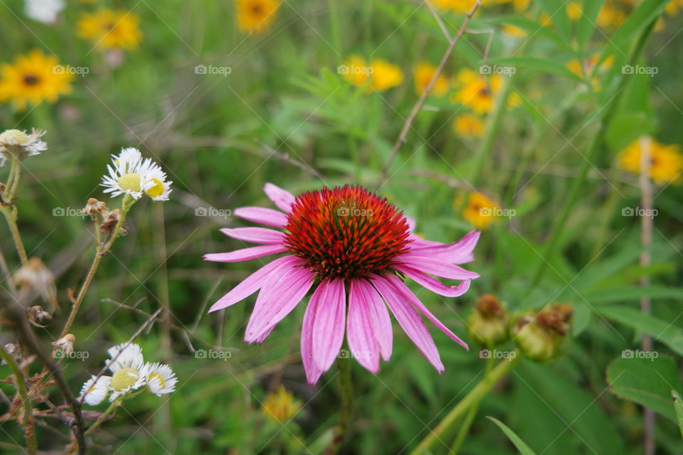 Coneflower