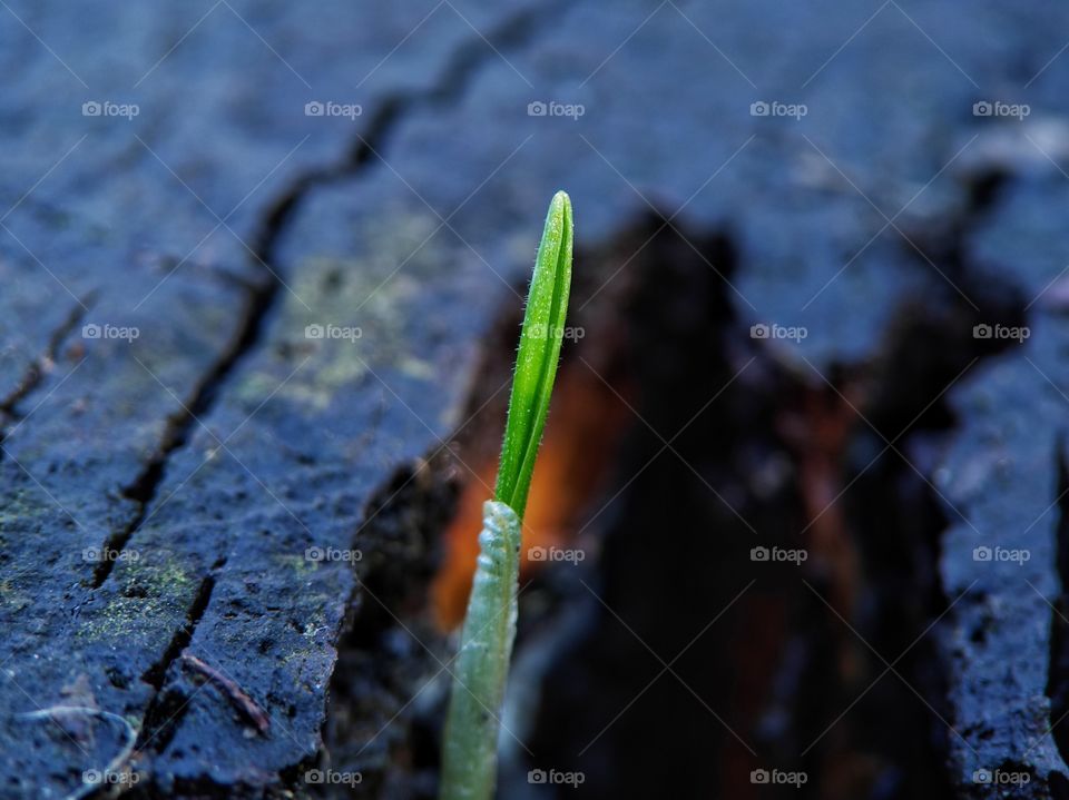 A blade of grass grows from a tree