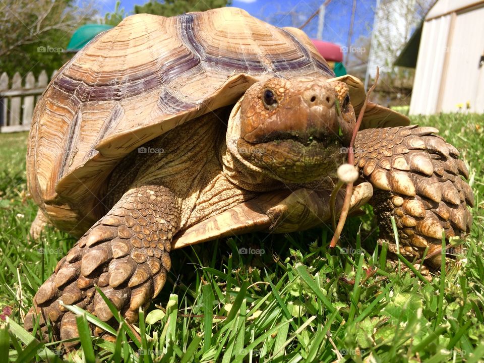 Gilligan the Tortoise Spring 2018