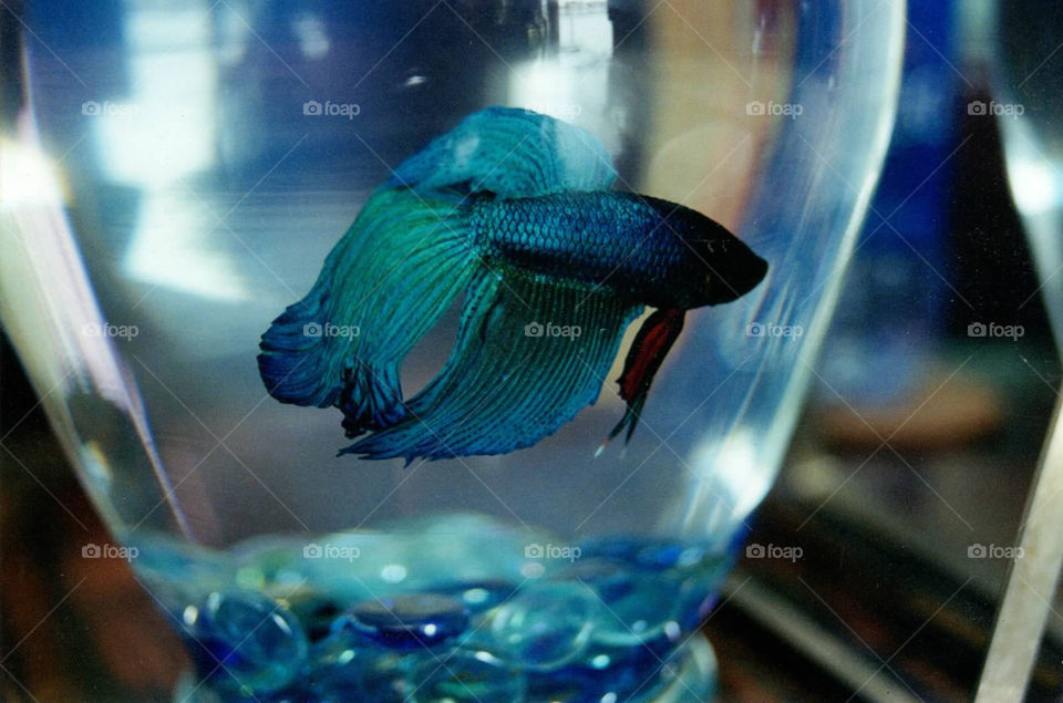 Blue Boy Betta. Betts fish 