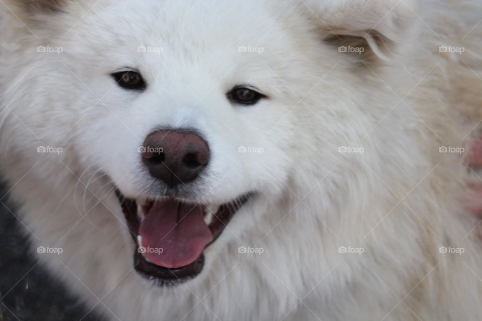 White dog 