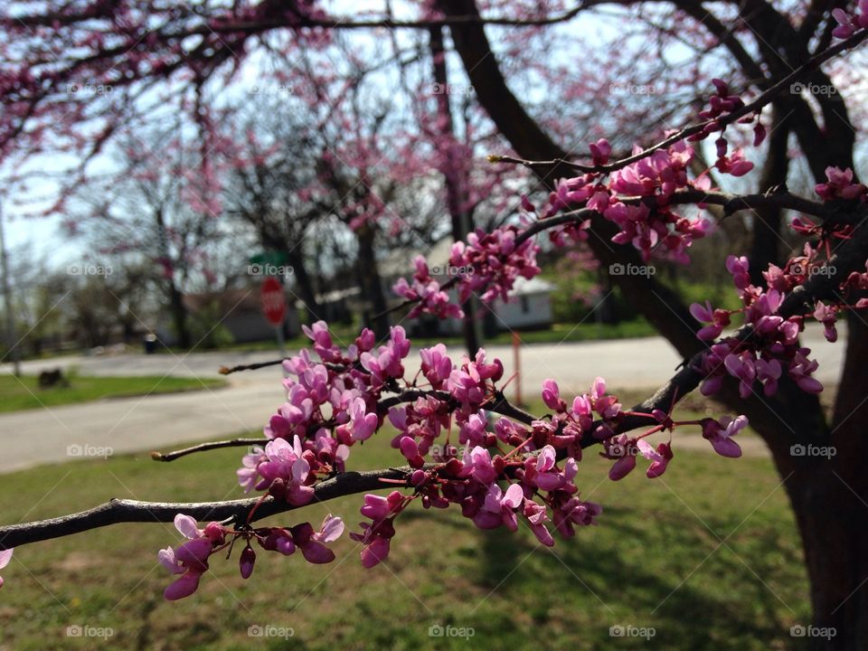 Flowering tree in the yard