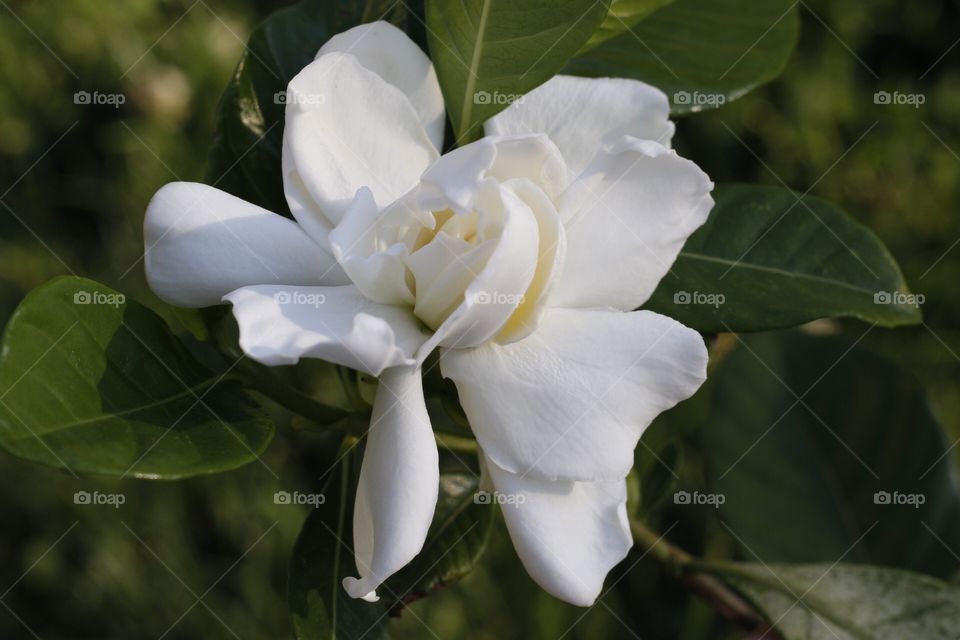 Gardenia