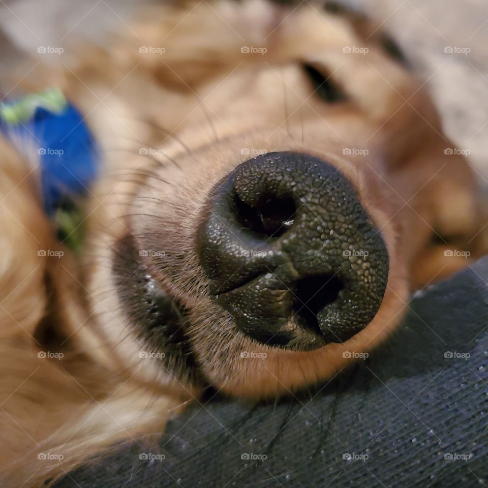 A young sleeping dachshund nose up close