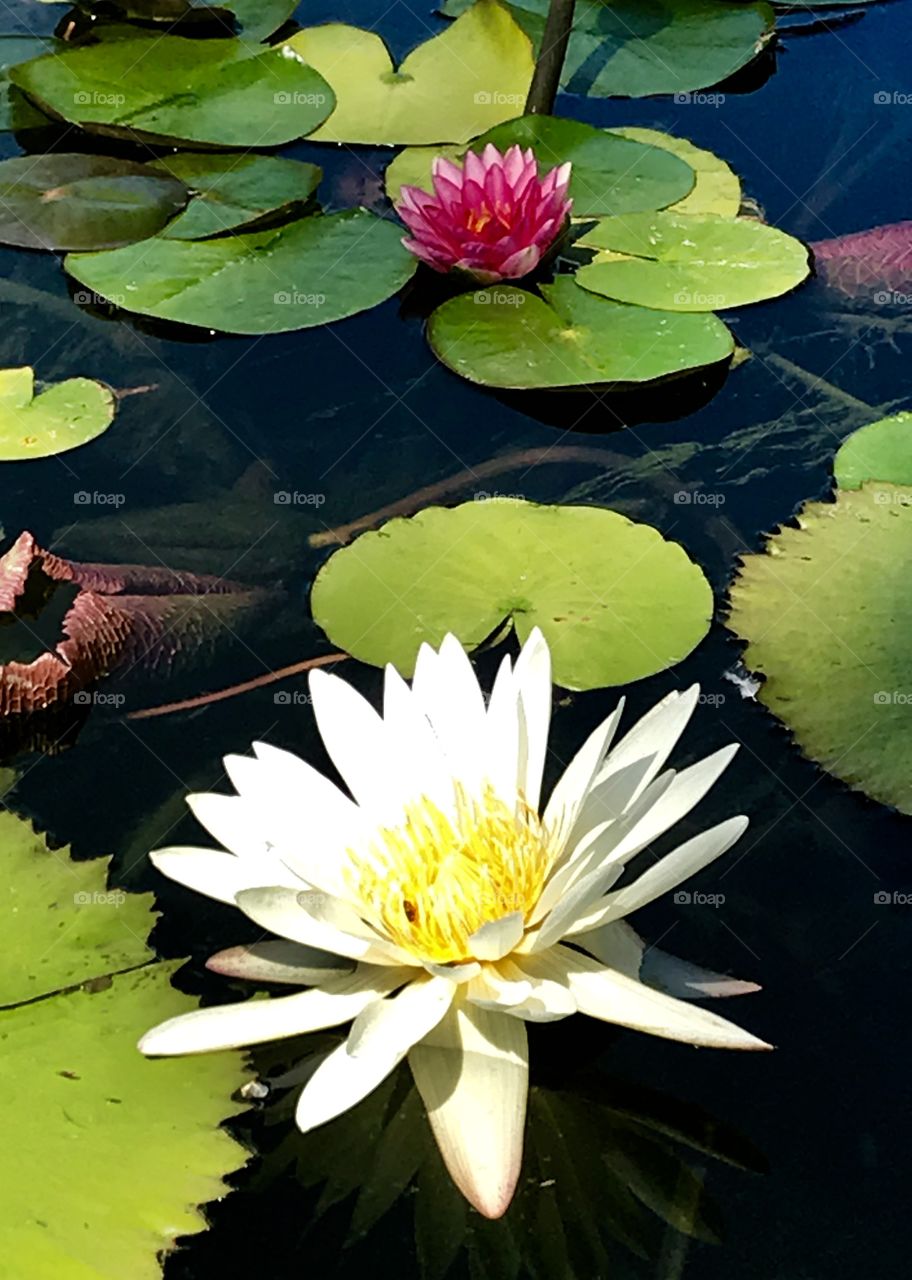 Pool, Lotus, Lily, Aquatic, Waterlily