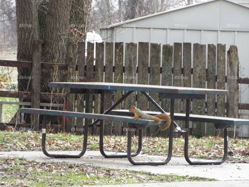 Squirrel on a bench