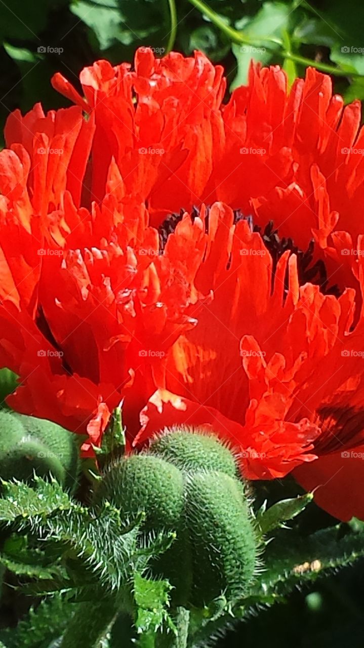 Giant Orange Poppy