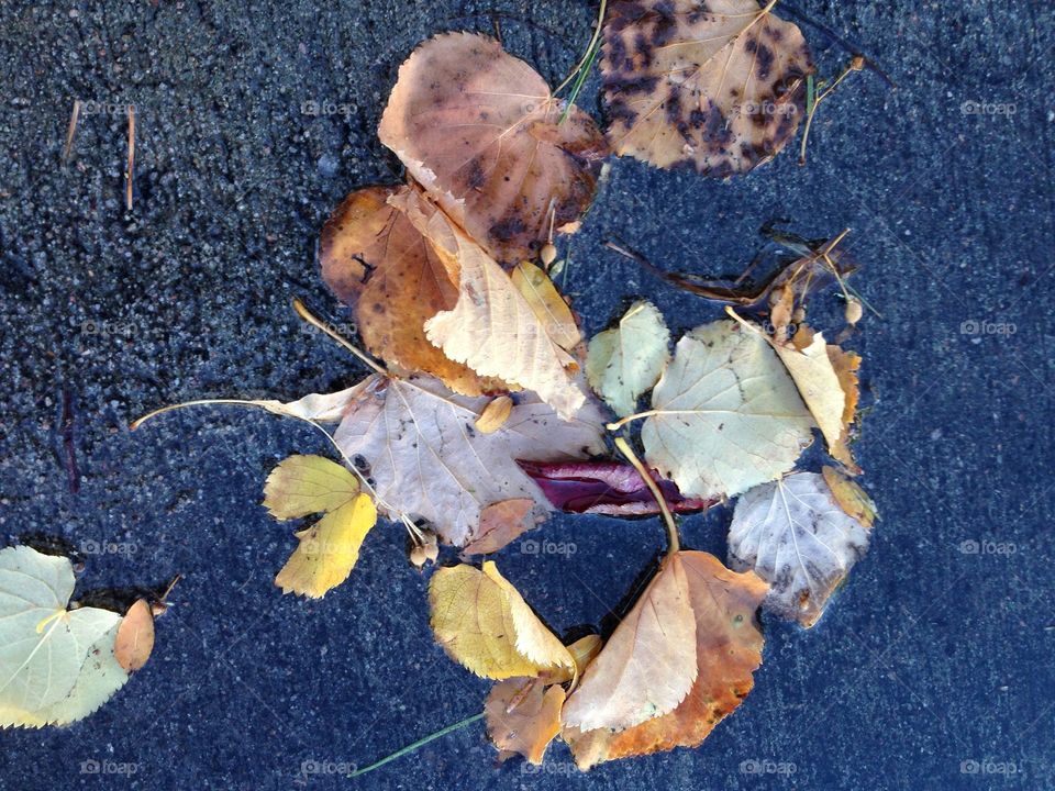 Autumn leaves in water
