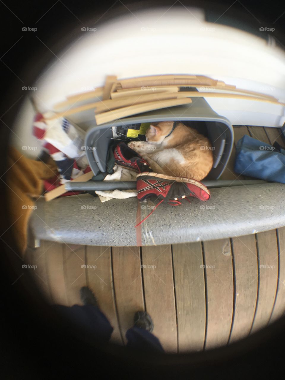 Tom in a tote full of junk maybe he wants to be thrown away! Crazy cat just content.