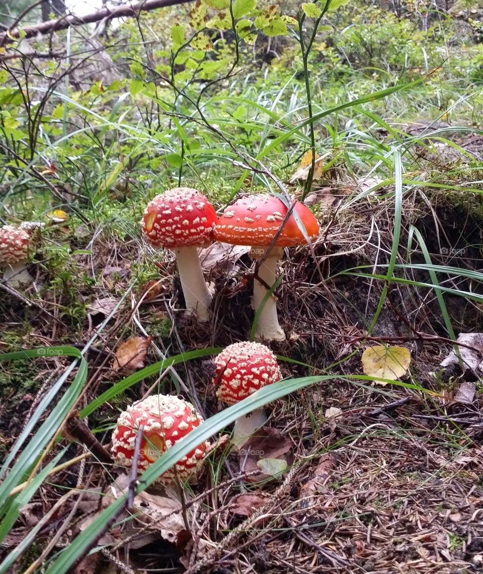Toadstools. Cute funghi in the forest autumn of 2014