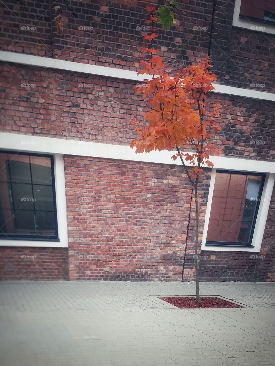 Late autumn, small tree, few red leaves, old building arhitecture.