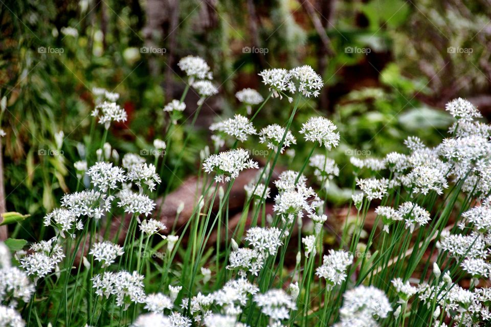 Pretty White Flowers