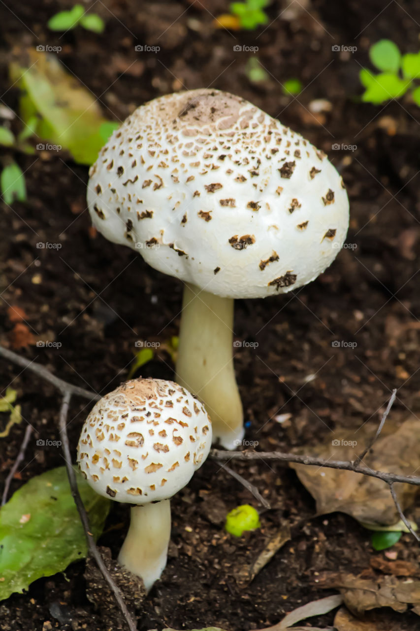 mushroom