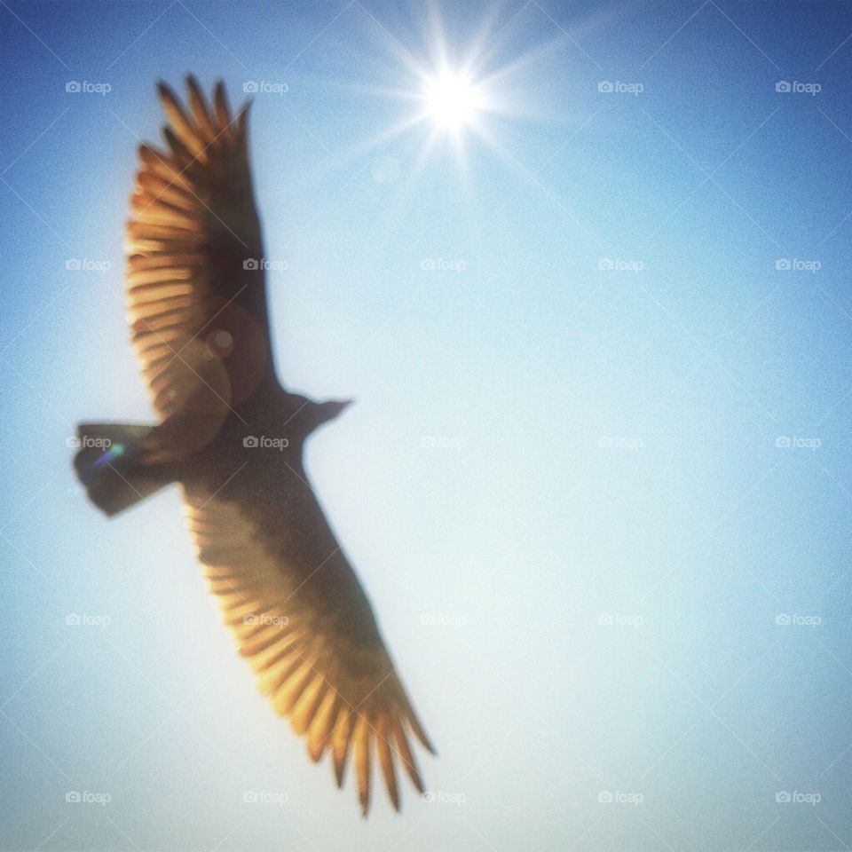 Turkey Vulture Soars towards Sun, iPhone Art . Turkey Vulture Soars towards Sun, iPhone Art 