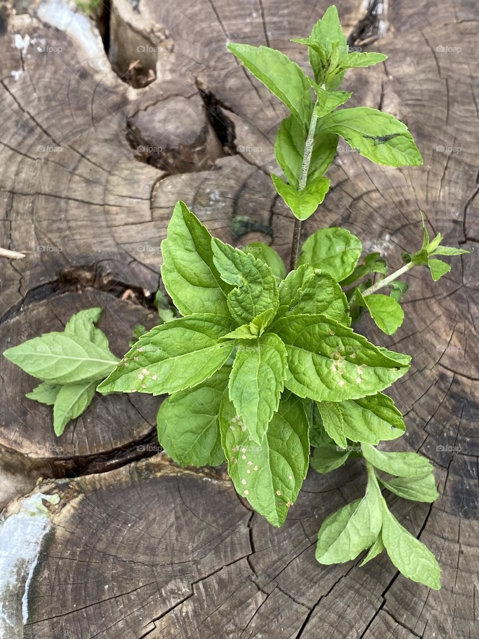 Plant growing from the cutting wood 