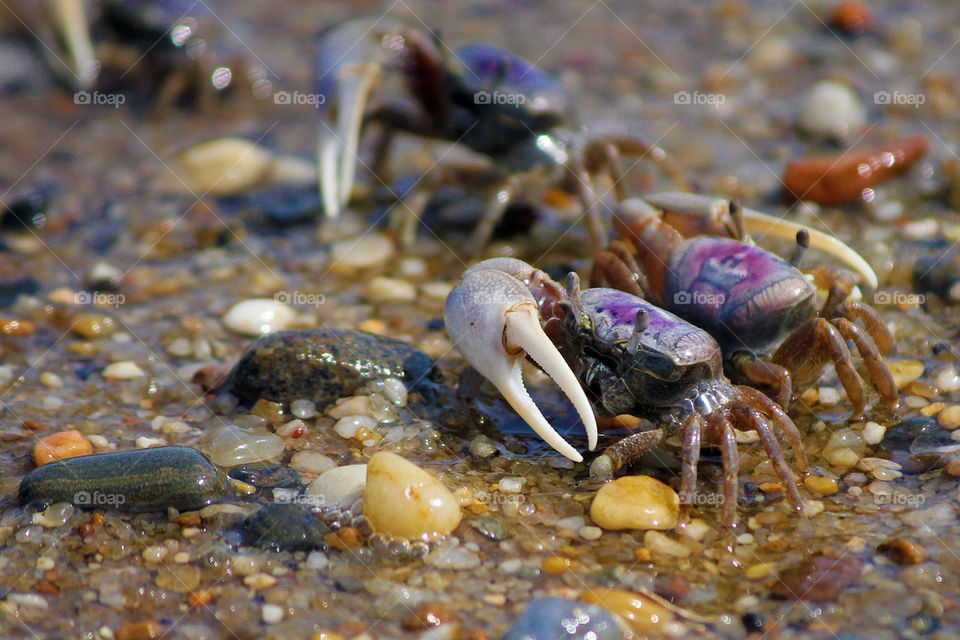 Fiddler crabs on the beach 